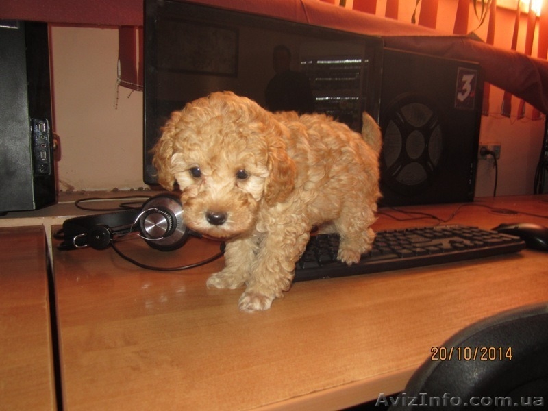 ПУДЕЛЬ КАРЛИКОВЫЙ АБРИКОСОВЫЙ - <ro>Изображение</ro><ru>Изображение</ru> #3, <ru>Объявление</ru> #1182199