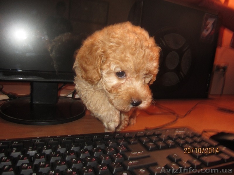 ПУДЕЛЬ КАРЛИКОВЫЙ АБРИКОСОВЫЙ - <ro>Изображение</ro><ru>Изображение</ru> #4, <ru>Объявление</ru> #1182199