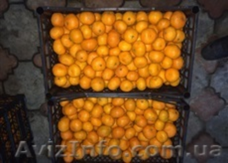 Мандарины оптом из Грузии  - <ro>Изображение</ro><ru>Изображение</ru> #3, <ru>Объявление</ru> #1358853