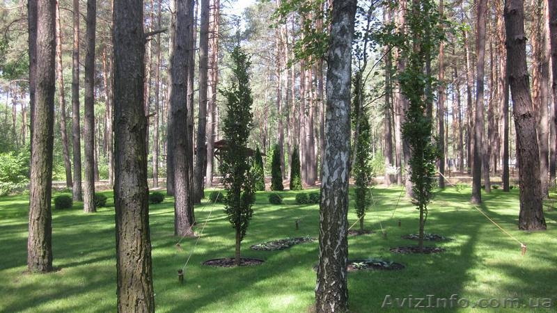 Ландшафтний дизайн. Озеленення. - <ro>Изображение</ro><ru>Изображение</ru> #6, <ru>Объявление</ru> #1375845