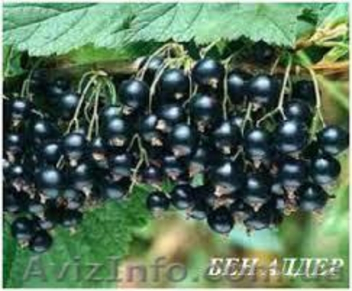 Саженцы - <ro>Изображение</ro><ru>Изображение</ru> #5, <ru>Объявление</ru> #1612369