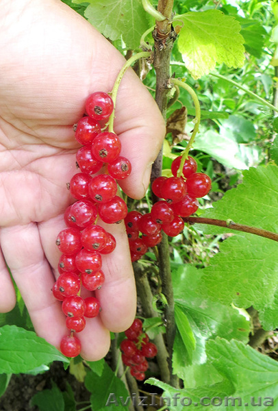 Саженцы - <ro>Изображение</ro><ru>Изображение</ru> #6, <ru>Объявление</ru> #1612369