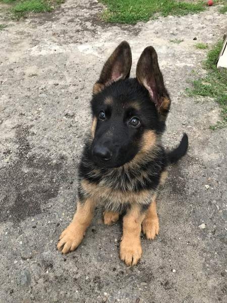 Щенки Немецкой овчарки в г.Луцке - <ro>Изображение</ro><ru>Изображение</ru> #3, <ru>Объявление</ru> #315579