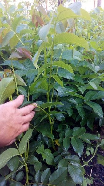 Привитые саженцы грецкого ореха - <ro>Изображение</ro><ru>Изображение</ru> #2, <ru>Объявление</ru> #1660690