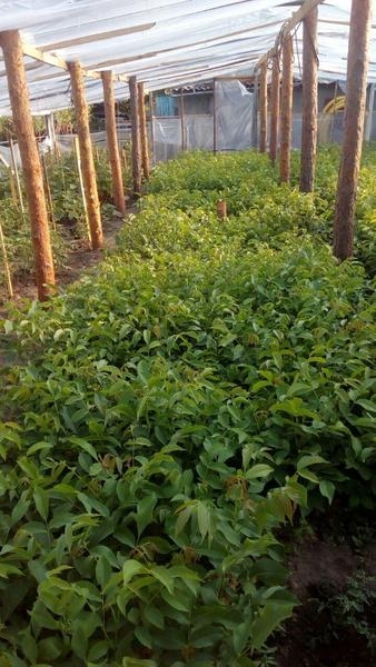 Привитые саженцы грецкого ореха - <ro>Изображение</ro><ru>Изображение</ru> #3, <ru>Объявление</ru> #1660690