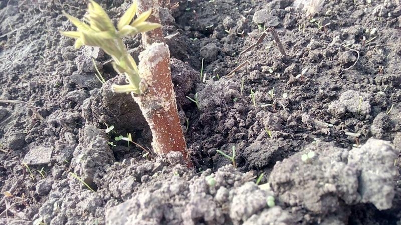 Привитые саженцы грецкого ореха - <ro>Изображение</ro><ru>Изображение</ru> #4, <ru>Объявление</ru> #1660690