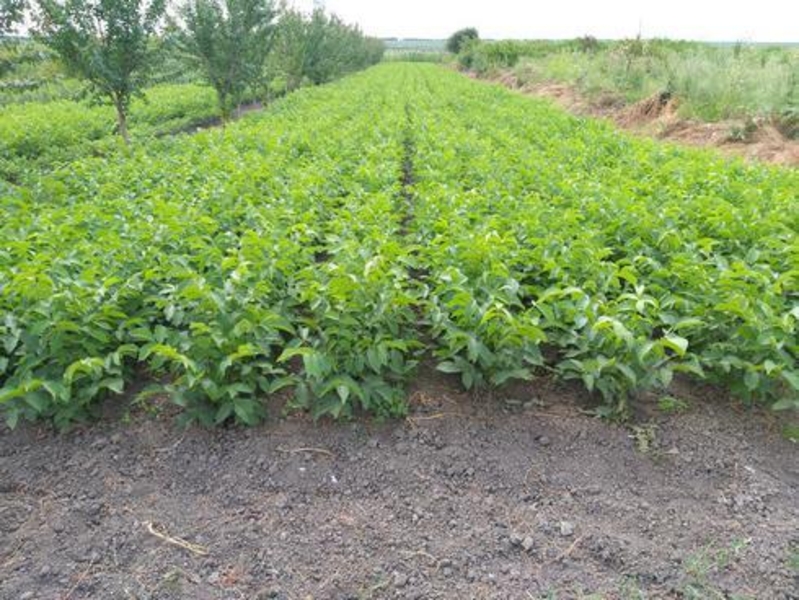 Саженцы грецкого ореха Идеал - <ro>Изображение</ro><ru>Изображение</ru> #1, <ru>Объявление</ru> #1665556