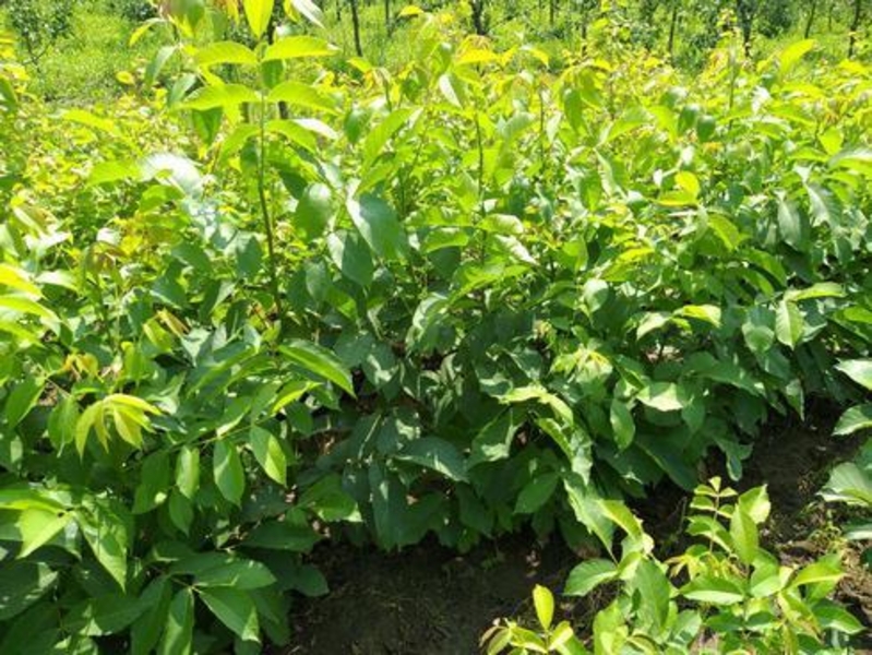 Саженцы грецкого ореха Идеал - <ro>Изображение</ro><ru>Изображение</ru> #3, <ru>Объявление</ru> #1665556