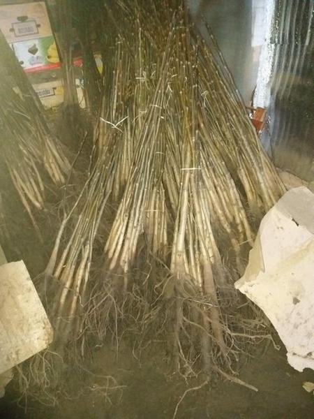 Саженцы грецкого ореха Идеал - <ro>Изображение</ro><ru>Изображение</ru> #4, <ru>Объявление</ru> #1665556