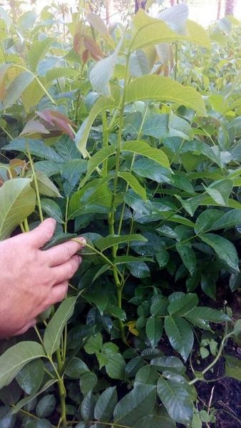 Саженцы грецкого ореха Кочерженко - <ro>Изображение</ro><ru>Изображение</ru> #1, <ru>Объявление</ru> #1665660