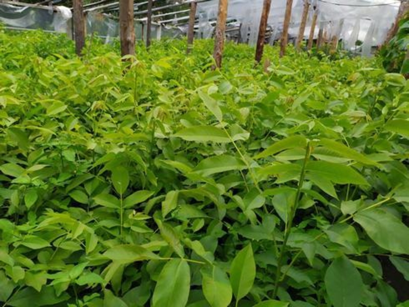 Саженцы грецкого ореха Кочерженко - <ro>Изображение</ro><ru>Изображение</ru> #5, <ru>Объявление</ru> #1665660