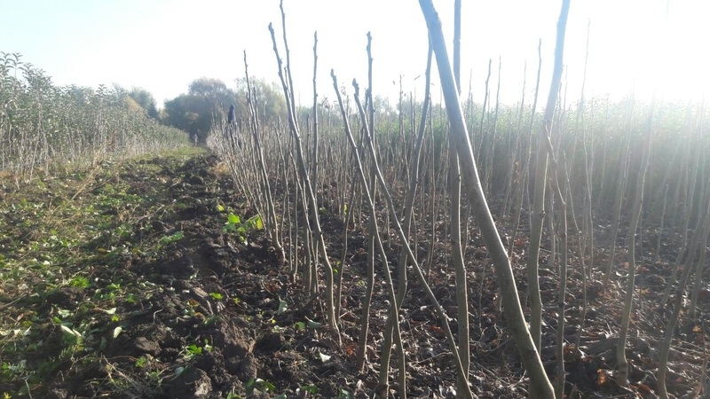 Саженцы сортовых орехов - <ro>Изображение</ro><ru>Изображение</ru> #3, <ru>Объявление</ru> #1666725