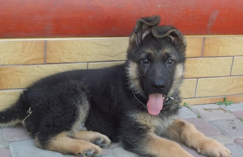 Щенки Немецкой овчарки в г.Луцке - <ro>Изображение</ro><ru>Изображение</ru> #4, <ru>Объявление</ru> #315579