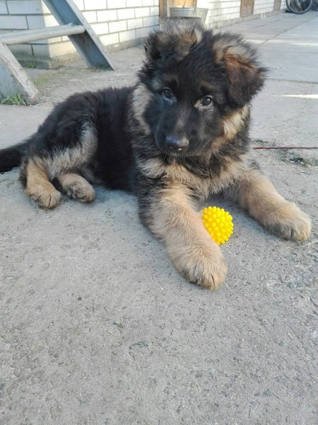 Щенки Немецкой овчарки в г.Луцке - <ro>Изображение</ro><ru>Изображение</ru> #5, <ru>Объявление</ru> #315579