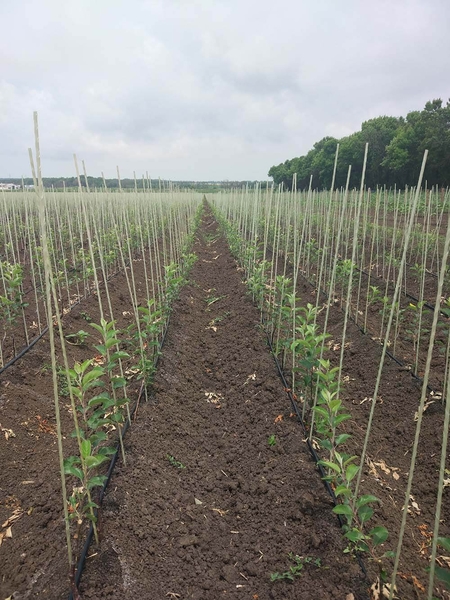 POLYARM - опоры и колышки для растений и цветов. Цены от производителя - <ro>Изображение</ro><ru>Изображение</ru> #5, <ru>Объявление</ru> #1716767