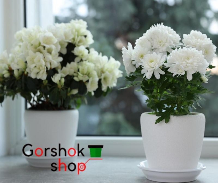 Горщики для хризантем (Польща) оптом та в роздріб - <ro>Изображение</ro><ru>Изображение</ru> #1, <ru>Объявление</ru> #1743461