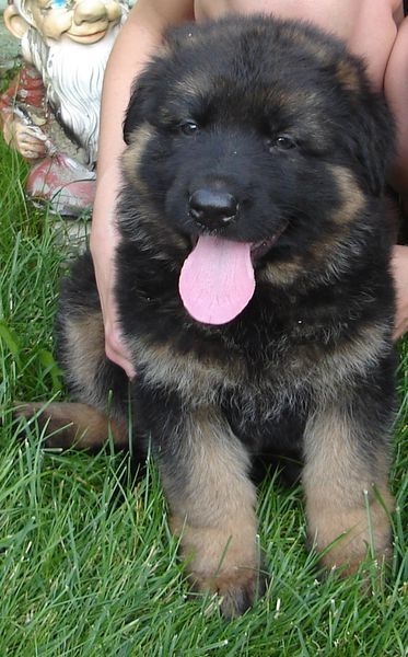 Щенки Немецкой овчарки в г.Луцке - <ro>Изображение</ro><ru>Изображение</ru> #1, <ru>Объявление</ru> #315579